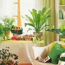 清涼一夏！家居<span style='color: #ff0000'>風水</span>綠色植物應該這樣擺放，你家擺對了嗎？