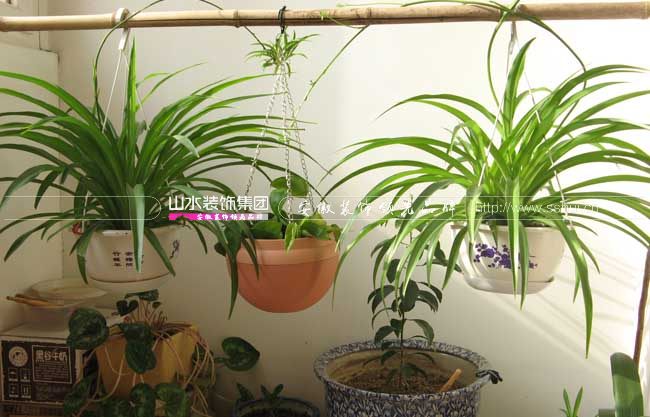 最适合养在家里的盆栽植物有哪些？既漂亮又能净化空气